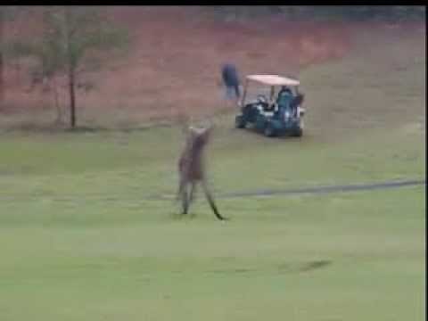 Kangaroo Boxing