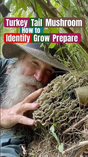 Turkey Tail Mushrooms: How to Identify Them, Grow Them & Prepare Them to Eat!