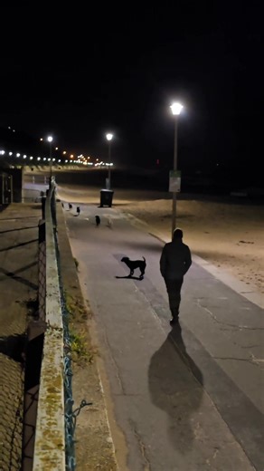 Late night beach walk with some of the older girls 🩷 | Lendever Spanish Water Dogs