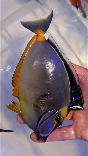 새로운 해수어 입고!🐟 #해수어 #해수어키우기 #해수어수족관 #해수어입문 #해수어항 #쇼츠 #흰동가리