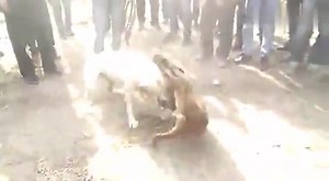 apbt vs dogo argentino