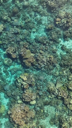 Patterns only the reef can create. Mackay Reef showing off today with Ocean Safari | Master Reef Guides