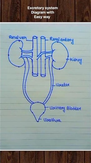 Excretory system Diagrams 🙏🏻 #excretorysystem #diagram #biology #bio #art #artist #reelsindia