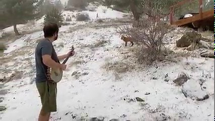 Winter came back yesterday — and so did Foxy! ❄️🦊🪕 . . . #foxnews #foxy #fox #wildlife #outdoors #winter #banjo #bluegrass #colorado #boulder #snow | Andy Thorn Music