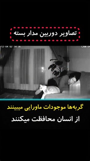 ‎🚫حقایق ناشناخته جهان🚫‎ on Instagram‎: "گربه‌ها همیشه آرام و بی‌صدا در کنار ما بوده‌اند 🌿🐱 اما آنچه کمتر کسی می‌داند، این است که چشمانشان فراتر از دید انسان‌هاست 👁‍🗨🌫️ آن‌ها می‌توانند اجنه و موجودات ماورایی را ببینند و حتی گاهی با حرکاتی ظریف، انسان‌ها را از خطرهای نامرئی محافظت می‌کنند 🔥⚡ شاهدان می‌گویند زمانی که گربه‌ای ناگهان به جایی نگاه می‌کند، ممکن است انرژی‌ای تاریک و نامرئی در همان نقطه حضور داشته باشد 🕯️🌫️ گربه با حرکاتش مسیر ماورایی موجودات را منحرف می‌کند و با وفاداری بی‌نظی