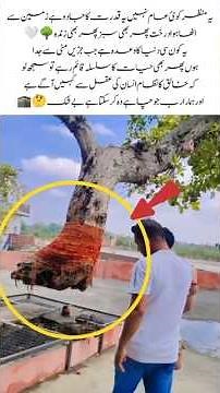 The Rootless Miracle Tree" 🌿#PowerOfCreation#NatureMiracle#IncredibleCreation#DivineWonder