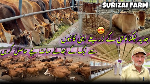 Jersey, Achai cross breeding and embryo technology | Surizai Farm | Khyber Social Tv | Khyber Social Tv 1