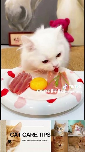 🐱 Can Cats Eat Raw Fish? What Every Cat Owner Should Know! 🍣