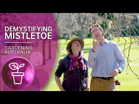 Making trees better with mistletoe