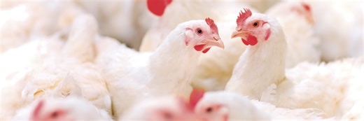 JBS tem 200 vagas de emprego abertas no interior de SP - AviSite