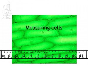 Measuring cells - SlideServe