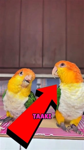 Parrot Beak Grows Back Amazing Recovery 🦜✨#actingchallenge #parrot