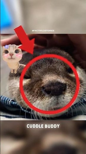 Sea otter - Fun Facts! 🦦👀 #animals #animalfacts #didyouknow #wildlife #otter #cuteanimals #animalday