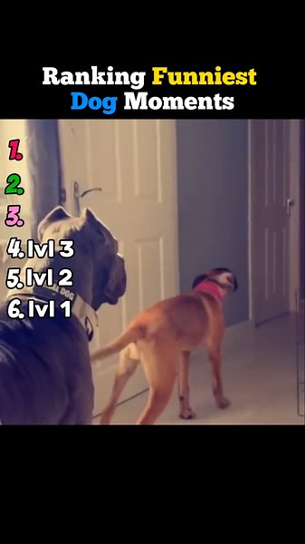 ranking the FUNNIEST DOG moments! 🐶