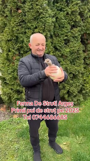 210K views · 4.2K reactions | #puistrut #incubatie #fermastruti #ouastruti #crestereastrutilor #informatiistruti #fermadestrutiarges #strutiromania | Ferma De Struti Argeș | Facebook