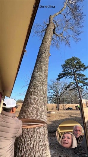 Precision Tree Felling Inches From the Roof #shorts #treeremoval