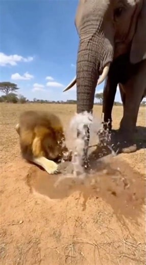 The Ultimate Trap to Catch Warthog! Elephant & Lion TEAMWORK 💦🦁😱