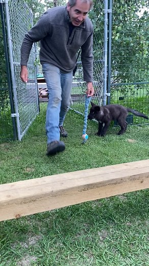 Funny Wolf Video: Little Wolves Learning to Jump