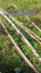 120K views · 443 reactions | Ano sa Pangasinan ang SARANGGOLA?樂樂樂 | Jayr Vlog | Facebook