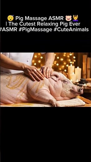 😴 Pig Massage ASMR 🐷💆‍♀️ | The Cutest Relaxing Pig Ever #ASMR #PigMassage #CuteAnimals