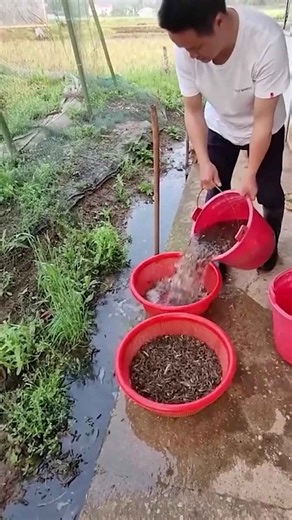 Incredible Fish Catch with Smart Mass Fishing Techniques