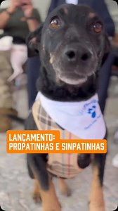 77K views · 3.4K reactions | Você sabia que agora cães e gatos podem...