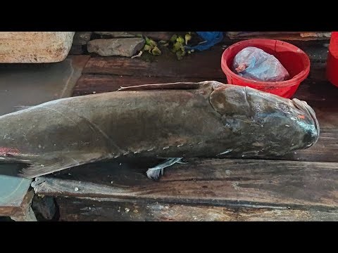 🔴 Live 🔴 Fish cutting😱 আজ অনেক বড় মাছ 🐟
