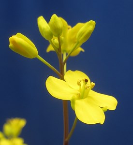 Fast Plants Program’s new varieties are tailored for classroom use