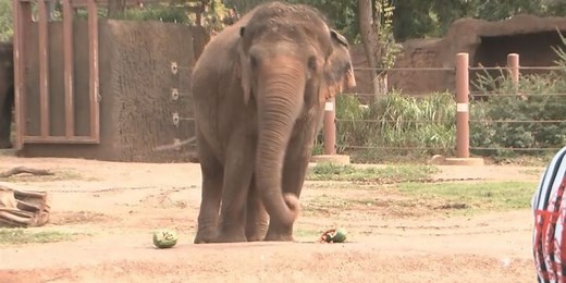 Honolulu Zoo elephant predicts Super Bowl winner