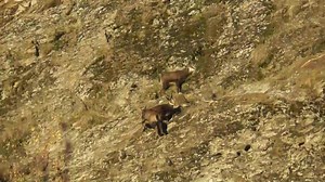 8.6K views · 306 reactions | GIOCHI DI GIOVANI CAMOSCI - DI TRAVERSO F. - 11.11.25 | Dove volano le aquile | Facebook