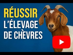 COMPRENDRE L'ÉLEVAGE DE CHÈVRES EN 05 Minutes