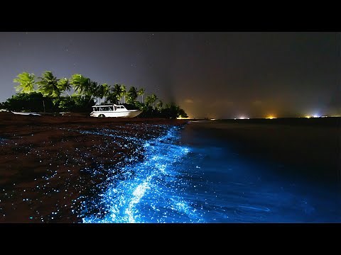 Magical moments in the Maldives! | Bioluminescence