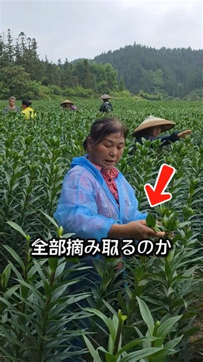 咲く前のユリのつぼみを全部摘む理由
