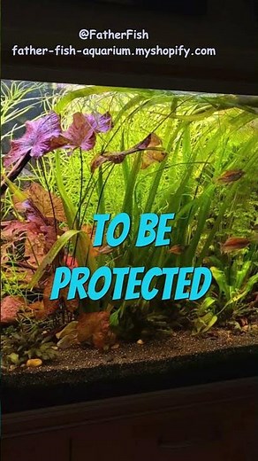 BABY FISH CARE, pt 2