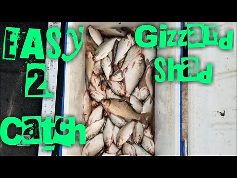 How To Catch (cast net) GIZZARD SHAD!!!