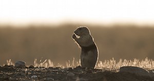 Prairie dogs are ecosystem engineers whose landscaping helps define the North American Great Plains. This species of ground squirrel spends a whopping 70% of their lives in subterranean burrows. For the first time, Smithsonian researchers are tracking these underground underdogs as they head below the surface. Their goal? A better understanding of a keystone species whose survival impacts hundreds of North American grassland species, including the critically endangered black-footed ferret. Learn