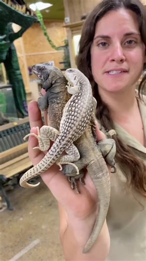 The Reptile Zoo on TikTok