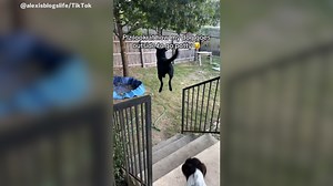 Woman Opens Back Door To Let Dog Out, Doesn't Expect What Happens Next