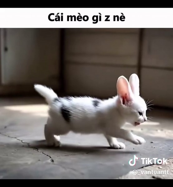Mèo Và Thỏ: Những Meme Vui Nhộn Nhất