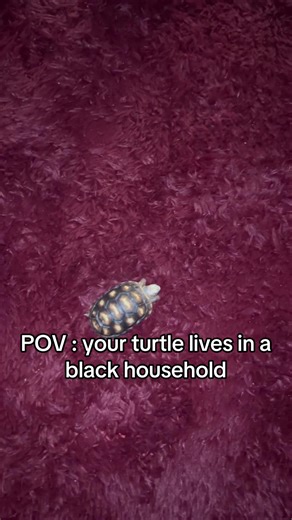 He dancing too! #fyp #viral #turtle #reels