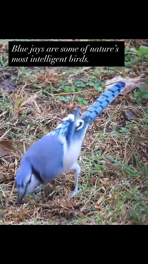 Blue jays are some of nature’s smartest birds 💡💙 They can mimic hawk calls to warn others, stash acorns miles away, and their blue color isn’t from pigment — it’s from the way their feathers scatter light! Loyal, social, and clever — these birds truly are little geniuses of the sky 🕊️✨ #bluejay #naturefacts #birdlovers #wildlife #naturesloveables #bluejays #worldseries | Natures Loveables