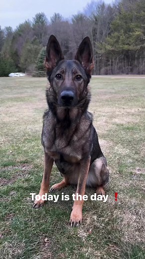 Today is the day #reels #funny #sadiethesableshepherd | Sadie the sable shepherd