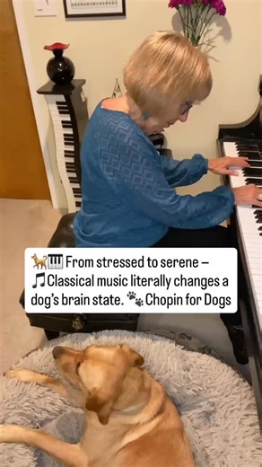 🎶 From stressed to serene — classical music isn’t just relaxing for us, it has measurable effects on our dogs, too. Research shows that pieces like Chopin can help lower cortisol, slow heart rate, and activate the parasympathetic nervous system — the body’s natural “calm mode.” Sundance is living proof that sound can be powerful therapy. 🐶💤 Stream Chopin for Dogs. (Link in bio) #CanineClassical #ClassicalForDogs #DogCalming #SoundTherapyForDogs #RelaxedDog #DogScience #MusicTherapy #Chopin #C