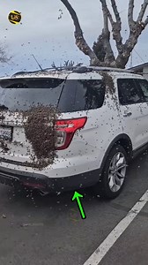 why bees swarm on car 😲 #shorts #shortvideo #youtubeshorts | Uvk Shorts