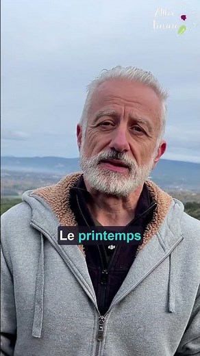 Le bouillon blanc 🌼 et autres molènes