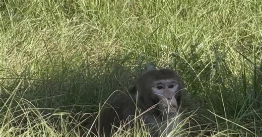 Three research monkeys escape after truck crash in Mississippi