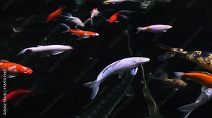 Colorful koi carp fish swimming in pond with fresh clear water. A lot of animals. Calming natural background. Zen. Fish school. Zoo pool. Slow motion. 4k. Top view. Beauty in nature.
