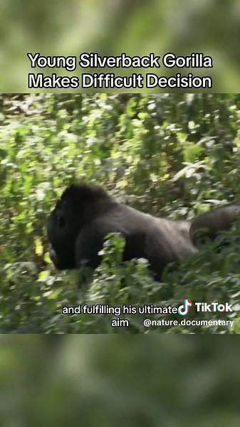 Will The Teenage Silverback Gorilla Choose to Leave Home or Stay with the pack | #animals #animaldocumentary #fyp #silverbackgorilla #gorilla
