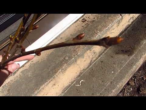 Rooting Cherry Cuttings part 1