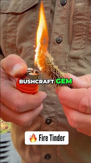 What to Do with Dried Teasel 🔥 (Bushcraft + Old Uses)